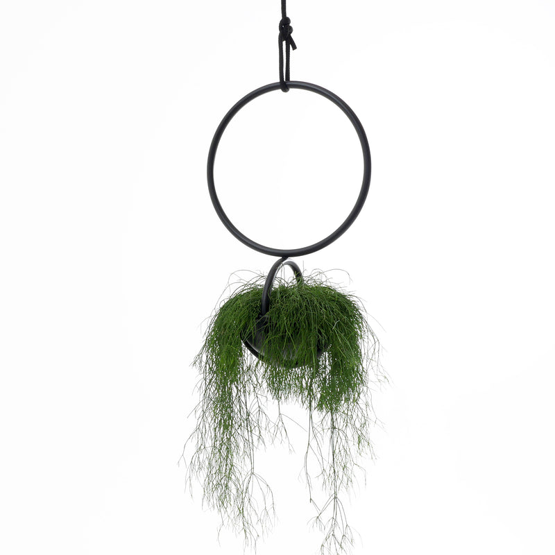 The Blumenkugel - Hanging Flower Bowl by Atelier Haussmann is a circular metal planter made from powder-coated steel, featuring long green foliage cascading downward. It includes two concentric rings, positioning the plant in the center against a plain white background for a modern look.