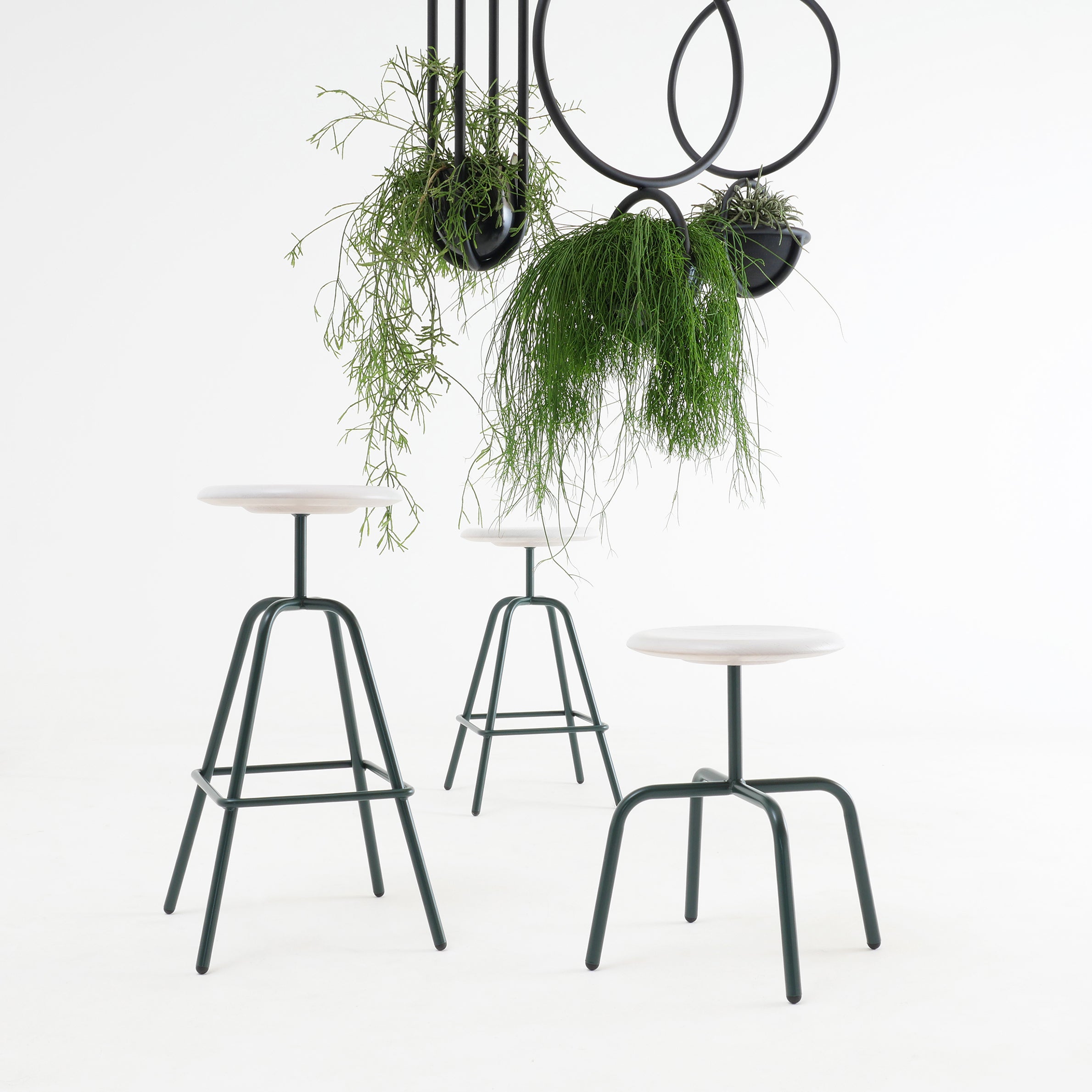 Three minimalist Atelier Haussmann Herrenberger stools with white seats and black legs are set on a white floor. Above, black metal rings display cascading green plants, creating an industrial vibe with tubular steel frames against a plain white backdrop.