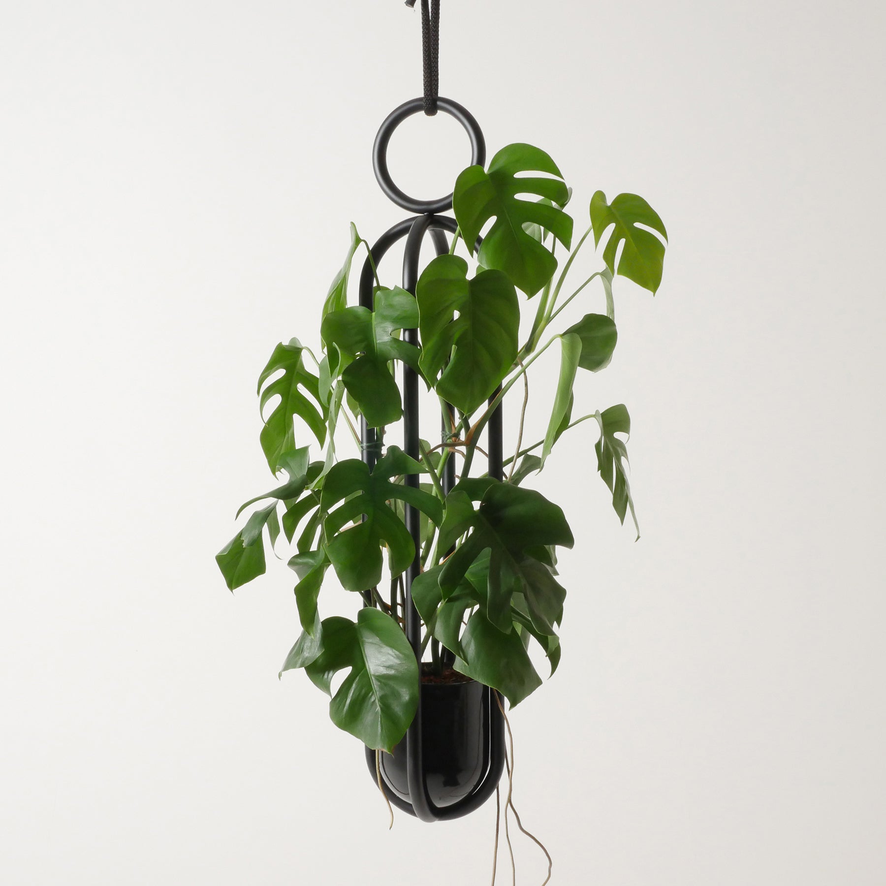 A potted monstera with glossy green leaves hangs elegantly in the modern Blumenampel - Hanging Flower Vase by Atelier Haussmann, set against a plain white background.