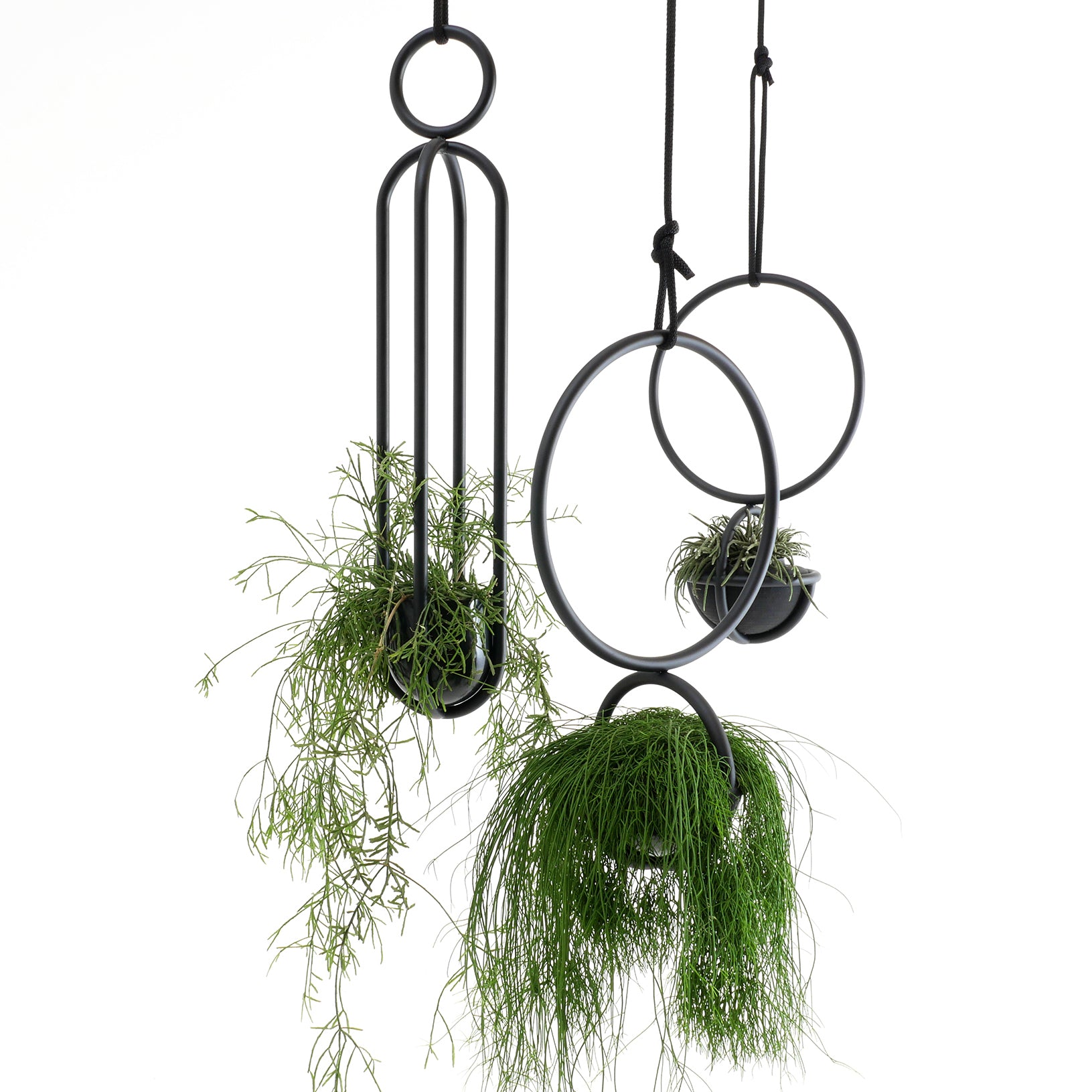 Three Blumenampel planters by Atelier Haussmann resemble sleek ashes II vases with minimalist black metal frames holding lush greenery. Their unique circular and oval designs create stylish floating appearances against a white backdrop.
