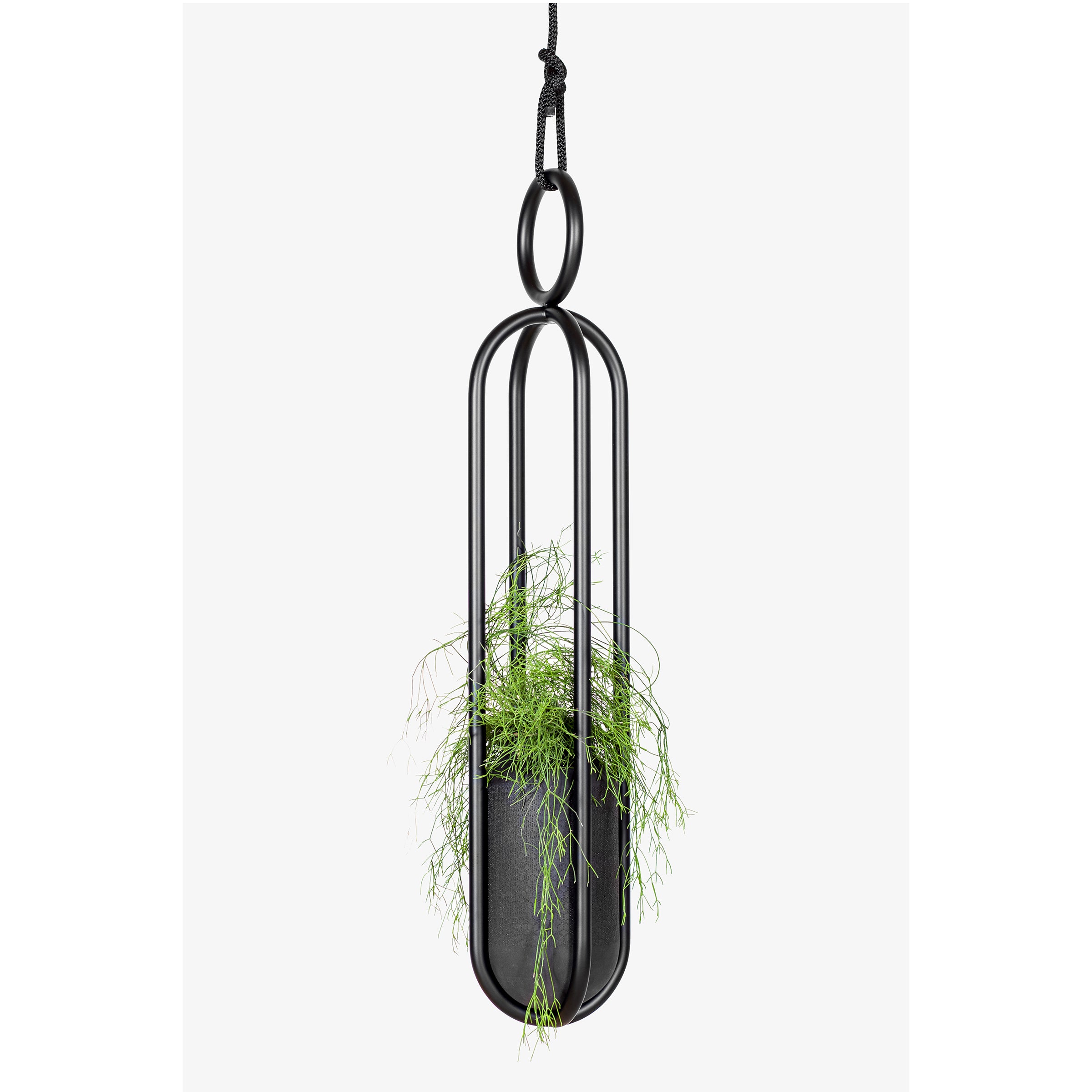 The Blumenampel by Atelier Haussmann features a sleek black metal frame and black cord, housing a lush green plant with delicate, wispy foliage for a stylish, modern appearance.