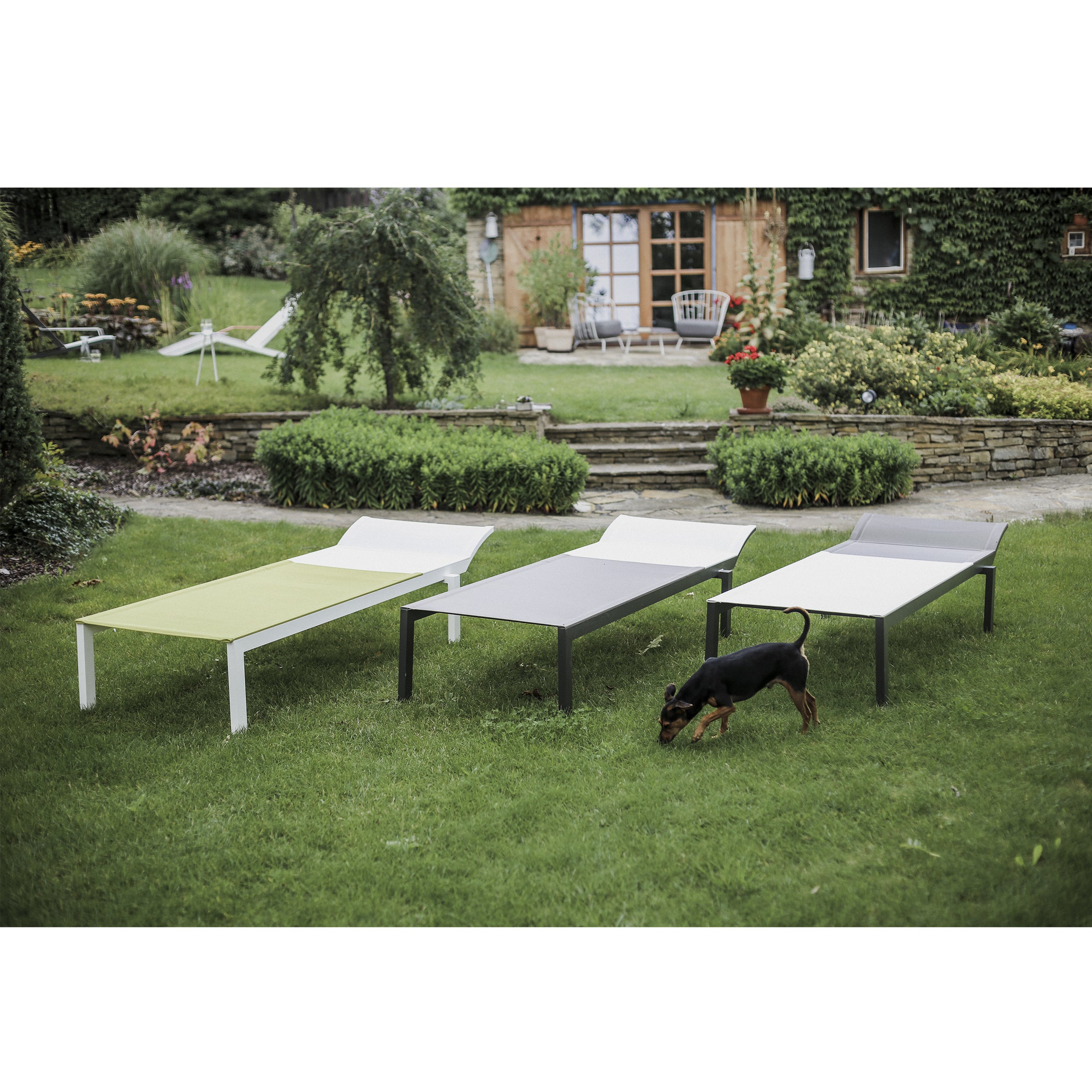 Three Alva Daybeds by Egoe in green, white, and gray adorn the lawn. A small black and brown dog strolls by. In the background, a garden with a wooden structure and various plants complements this stylish outdoor furniture, known for its lightweight construction.