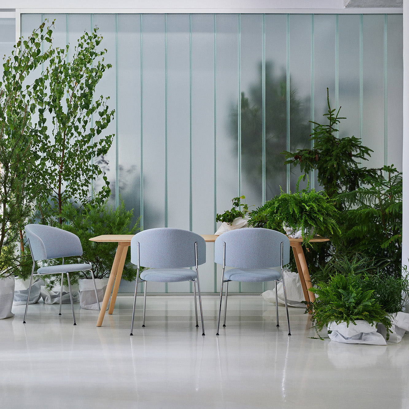 A minimalist room features an Objekte unserer Tage Wagner Dining Chair and two light blue chairs around a wooden table. Potted plants and small trees are set against frosted glass panels, creating a serene space with diffused light for ultimate seating comfort.