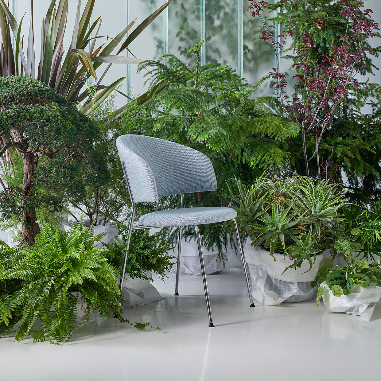 The Wagner Dining Chair by Objekte unserer Tage, featuring a modern grey design and curved backrest, enhances seating comfort among lush greenery in a minimalist white room, creating a tranquil and naturally beautiful setting.