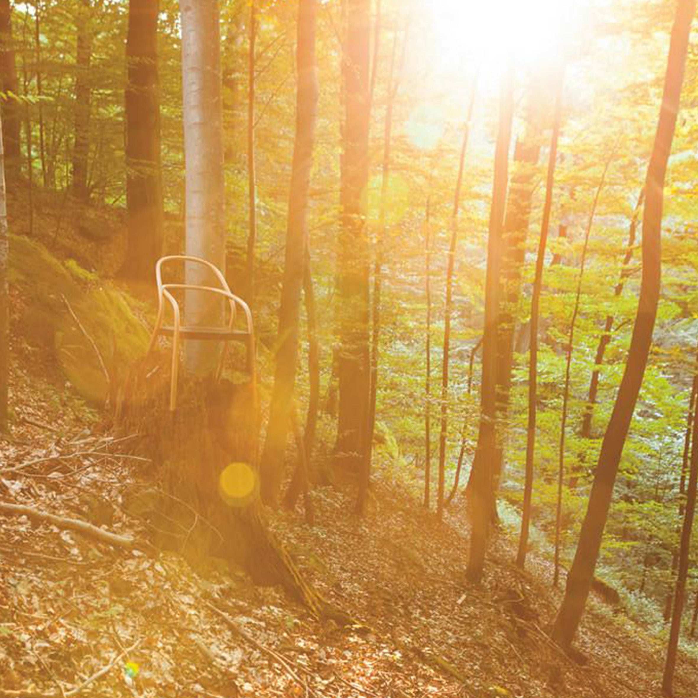 Chair 002 by TON, a minimalist chair inspired by a classic redesign, sits in a sunlit forest with tall trees. The sunlight filters through leaves, creating a warm, golden glow enhanced by sun rays and lens flare, adding to the serene atmosphere.