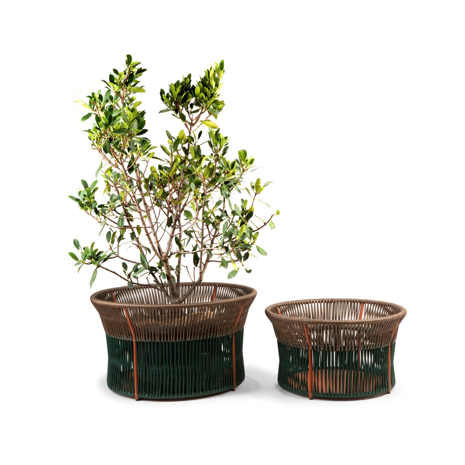 The Ames Caribe Chic Basket 3 set showcases traditional braiding, with one basket holding a leafy plant and the other empty. Both feature green bases, brown rims, and intricate patterns. They stand gracefully against a white backdrop.